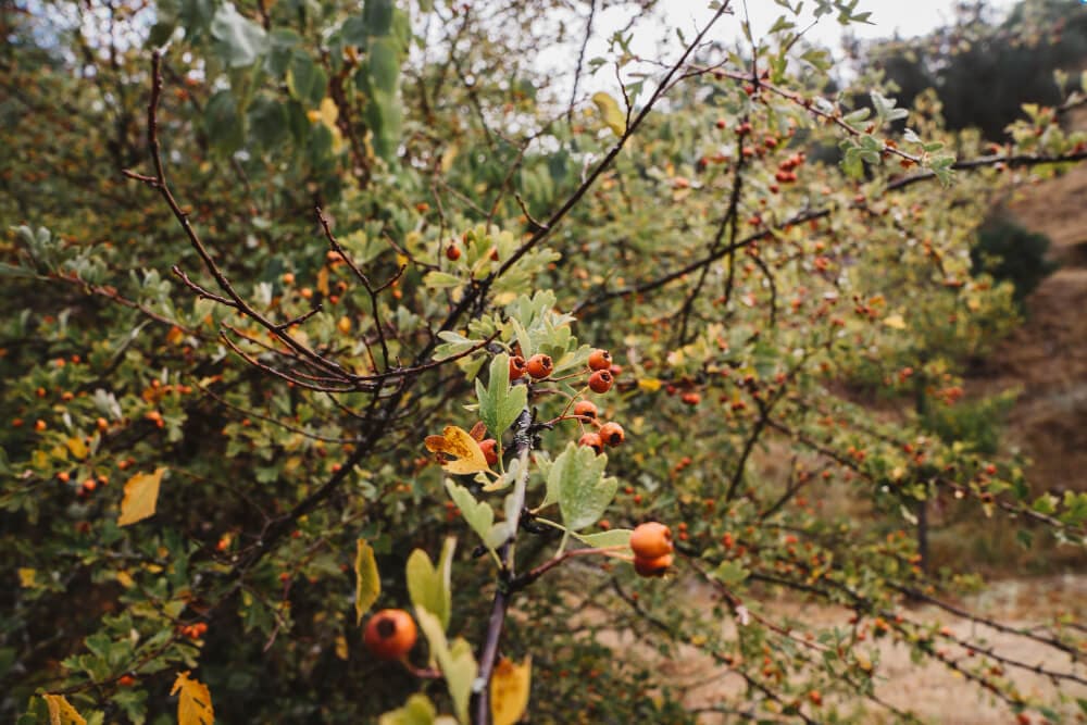 Manali Fruit Orchards