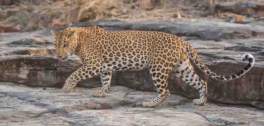 Image of a tiger in Vansda National Park