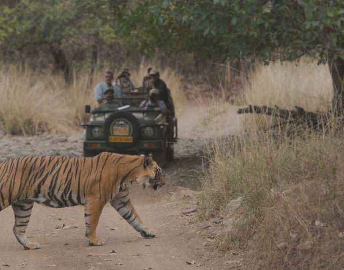 Complete Guide & Places to Visit in Sariska National Park (2026)