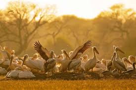 1n-2d-bharatpur-bird-sanctuary-package-from-delhi