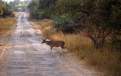 1n-2d-sariska-national-park-tour-package-from-delhi