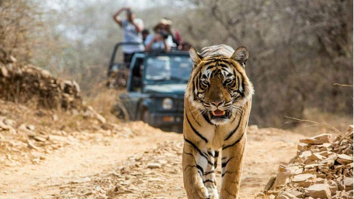 2-days-jim-corbett-tour-package-from-delhi-by-volvo
