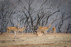 2n-3d-ranthambore-tour-package-from-delhi