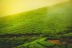3n-4d-munnar-alleppey-tour-package